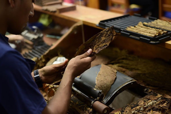 Rolling cigars in Villiger de Nicaragua