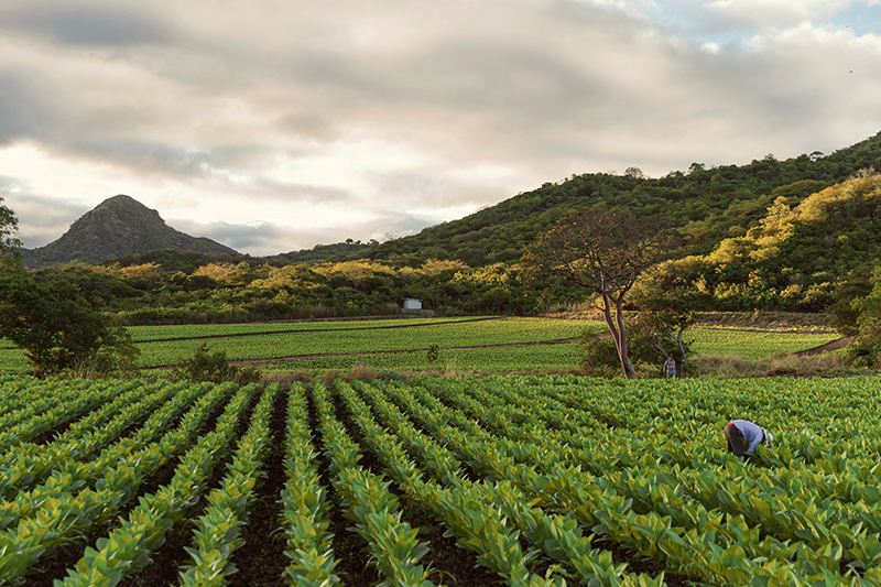 Oliva Cigars | Nicaragua. Photo: Annick Vernimmen