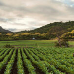 Oliva Cigars: Sowing the Seeds of Success