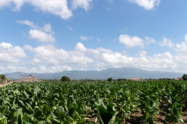 La Galera Cigars: Grounded In The Past, Looking Toward The Future