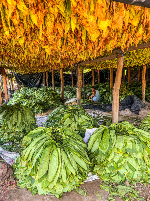 Finca Saravia, Ometepe Island