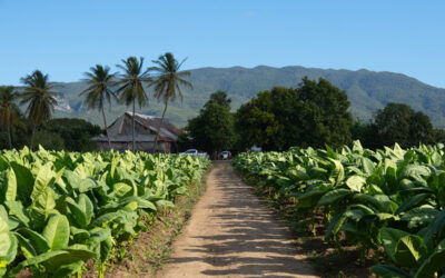 Drew Estate Announces Dominican Republic Expansion with “Drew Dominicana”