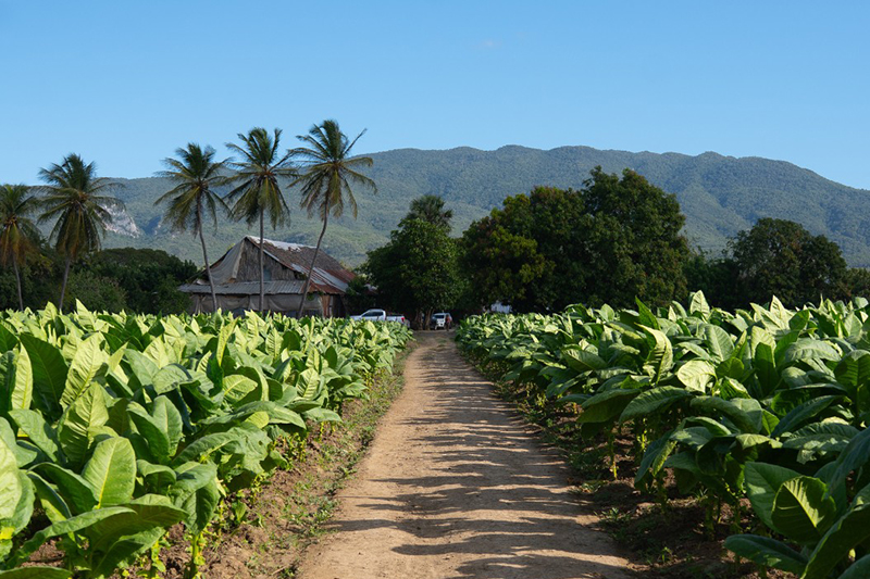 Drew Estate | Drew Dominicana
