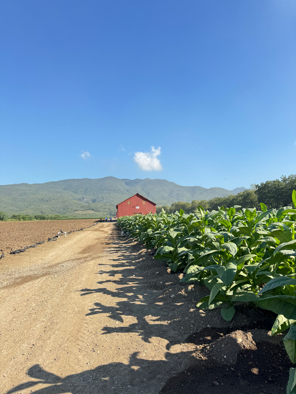Procigar Festival 2026